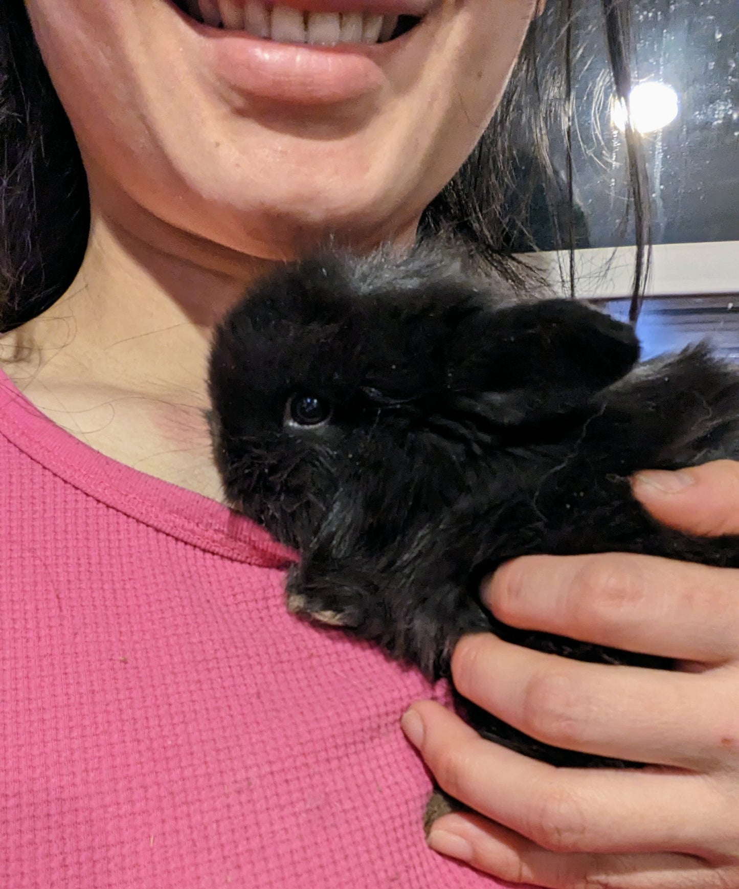 2 month old black bunny rabbit