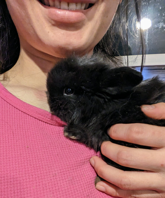2 month old black bunny rabbit