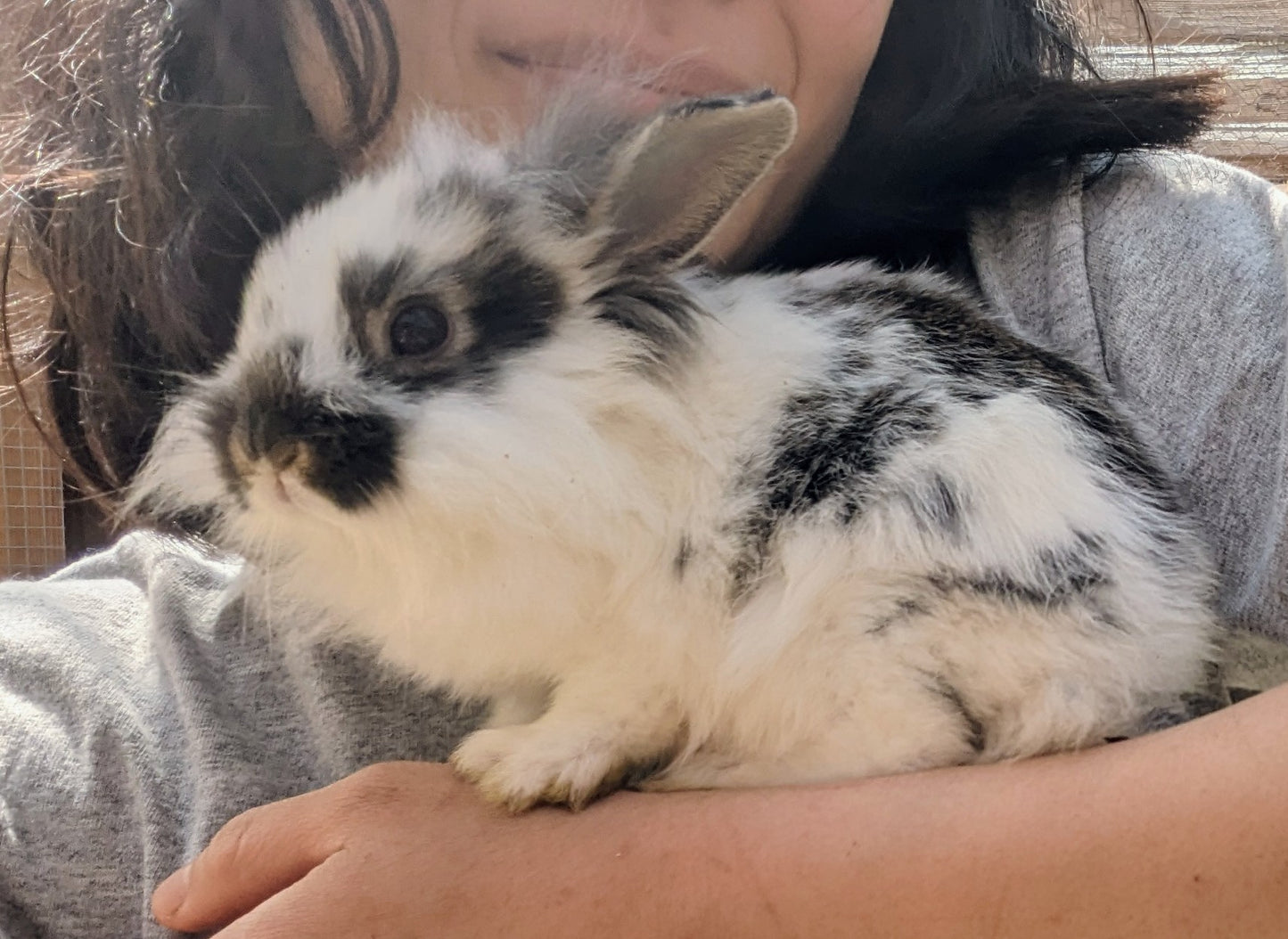 2-6 month old bunny rabbits