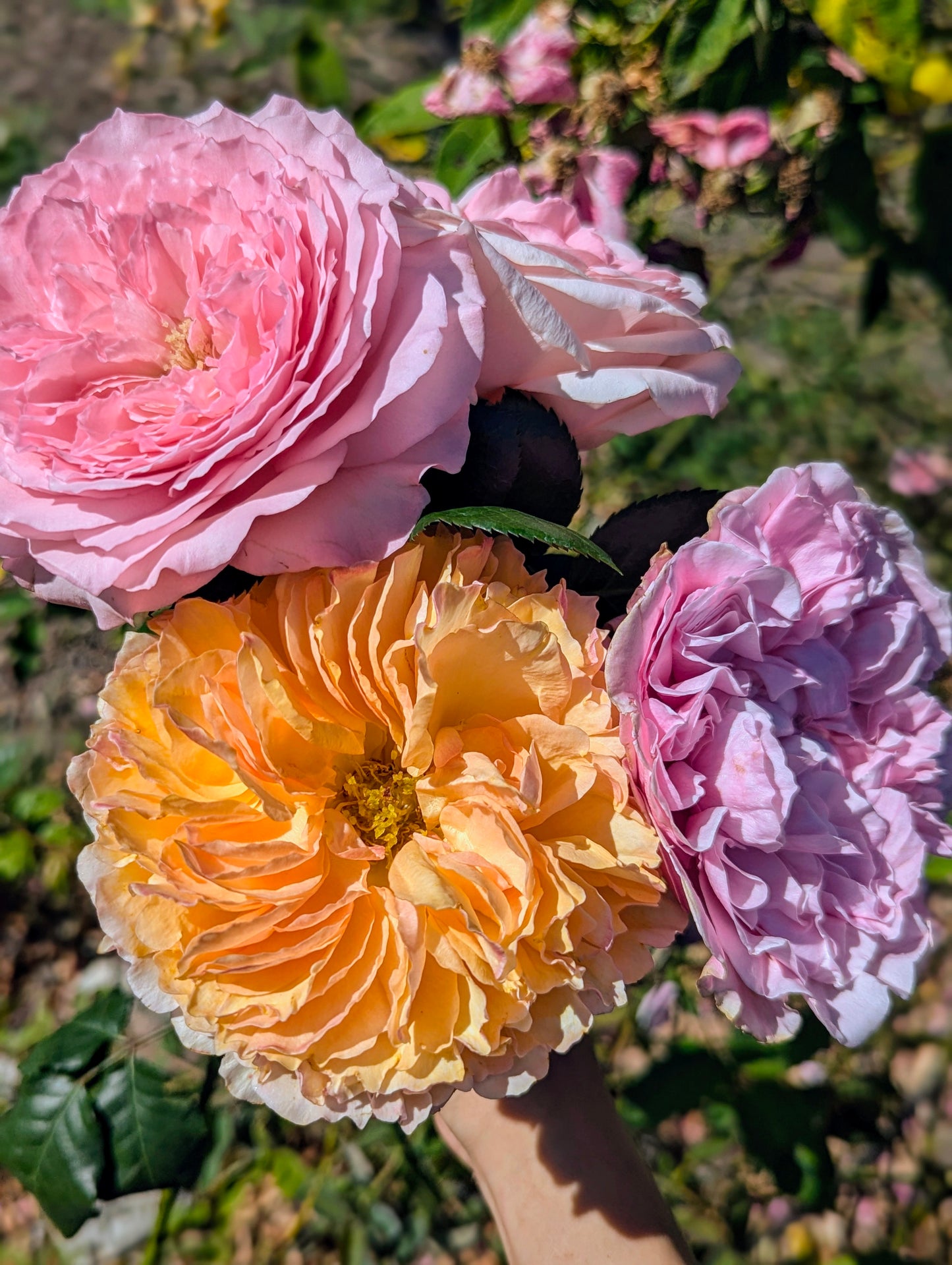 10 mixed rose plants: English Ausjameson, her lover Romeo, Ausimmon and her other friends