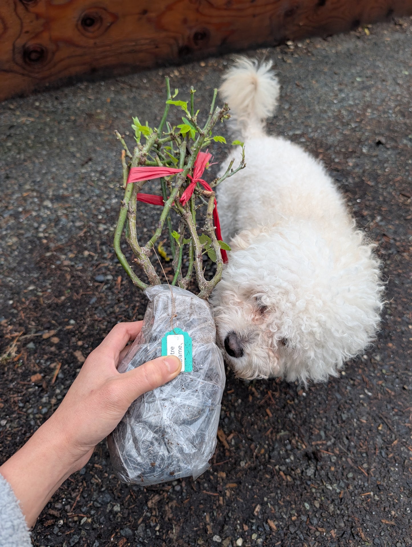 Vuvuzella garden rose plant large flower bush deciduous shrub