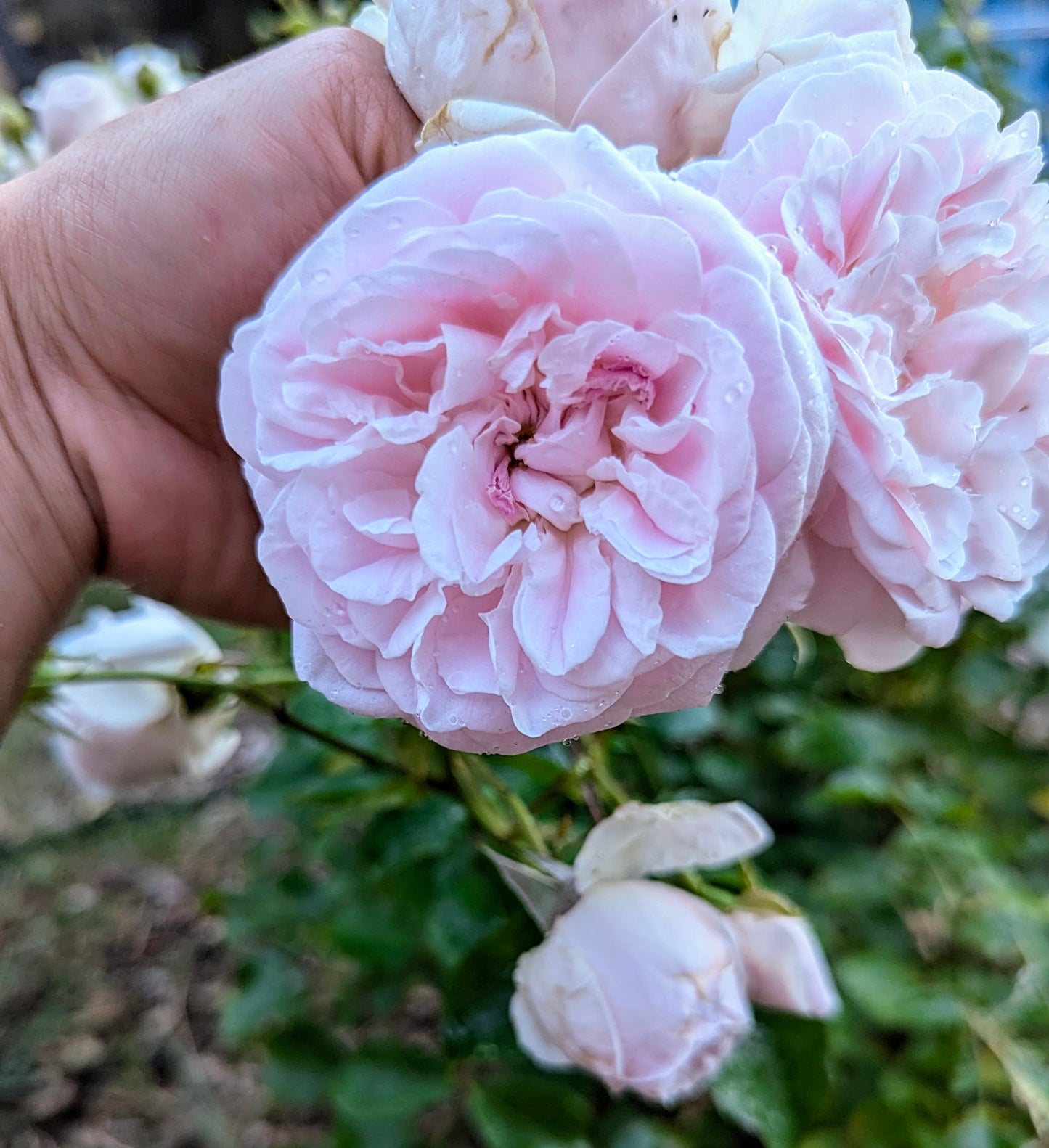 Souvenir de Malmaison garden rose plant flower bush shrub