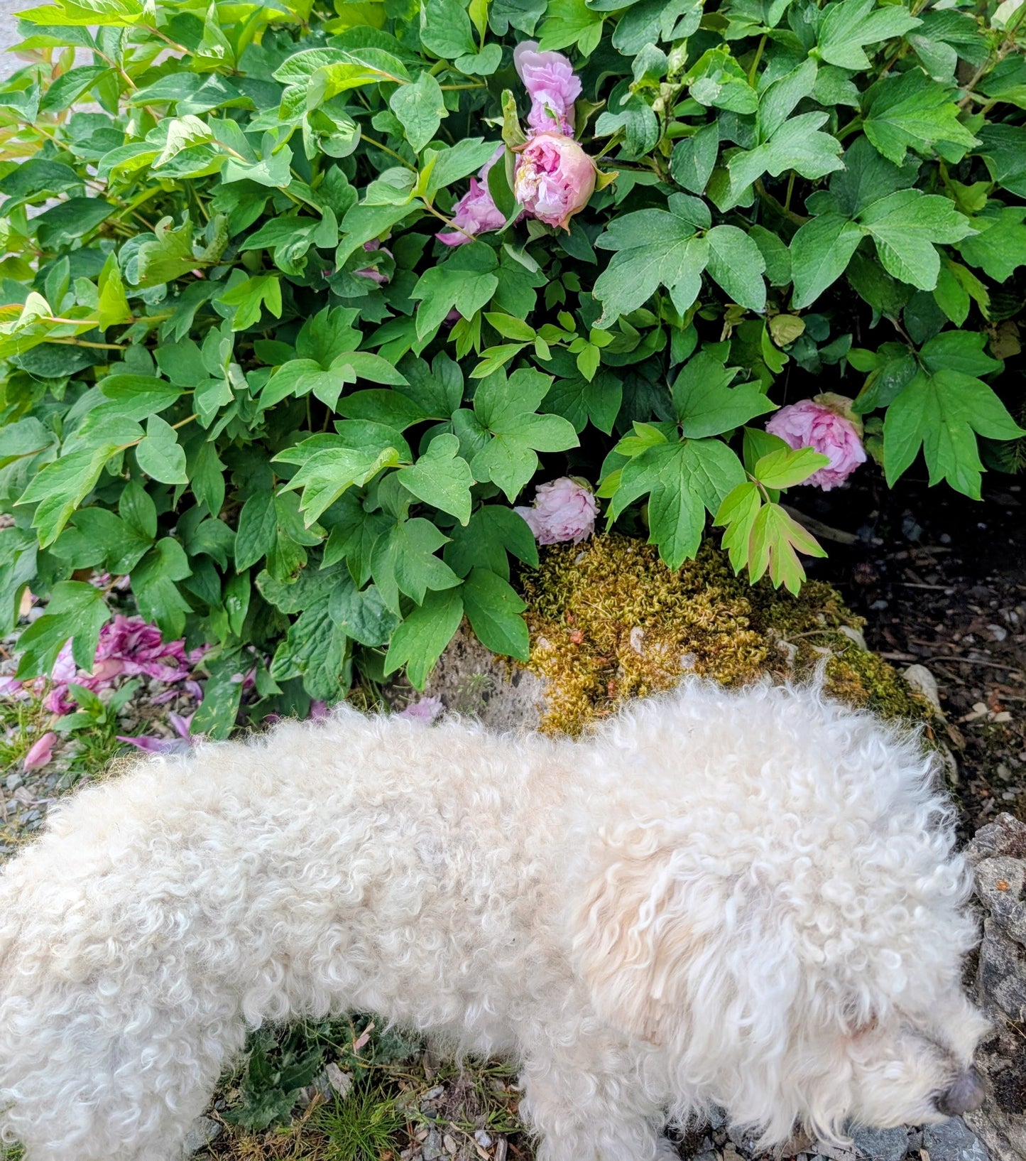 "Fen Yu Sheng Hui" tree peony