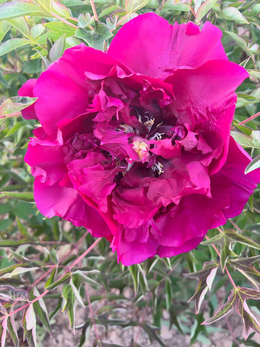 Hei Mei Gui tree peony
