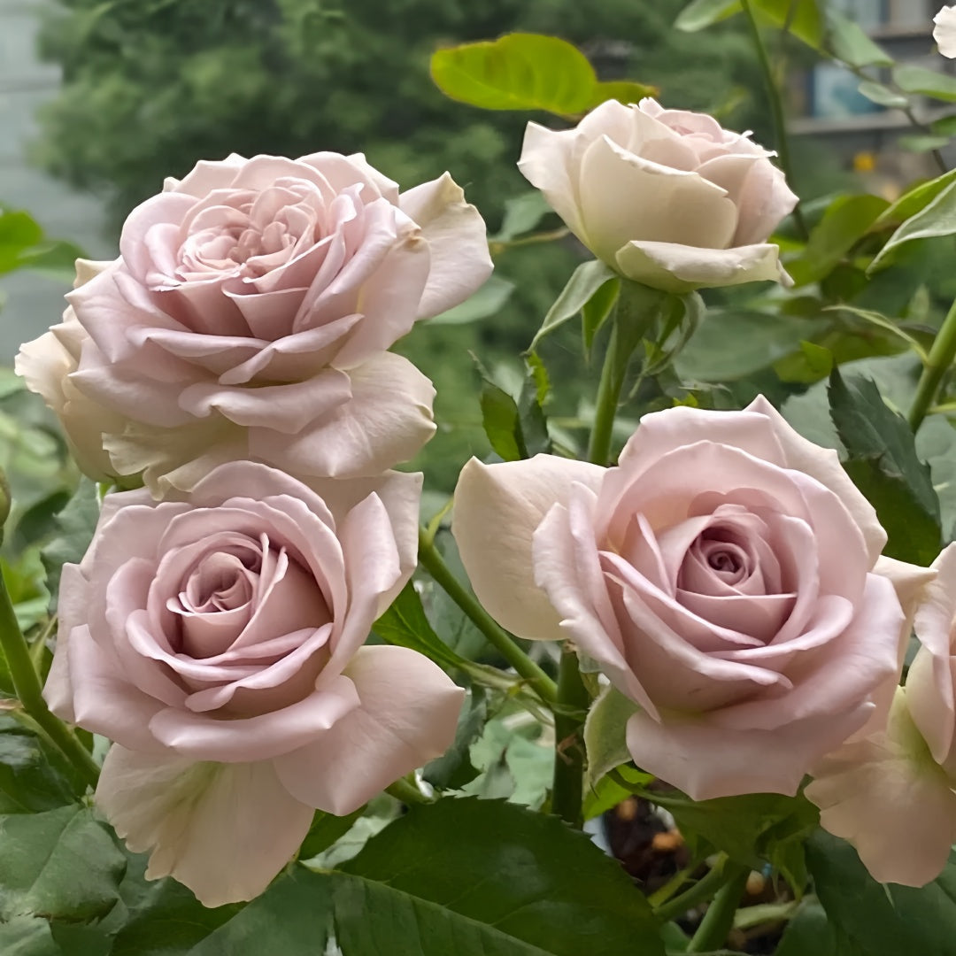 Notre Dame lookalike garden rose plant flower bush shrub