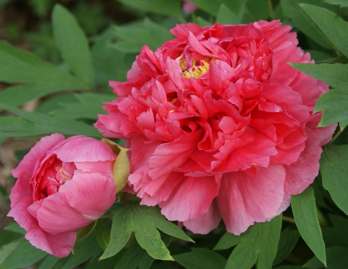 "Coral Terrace" fragrant large flower tree peony