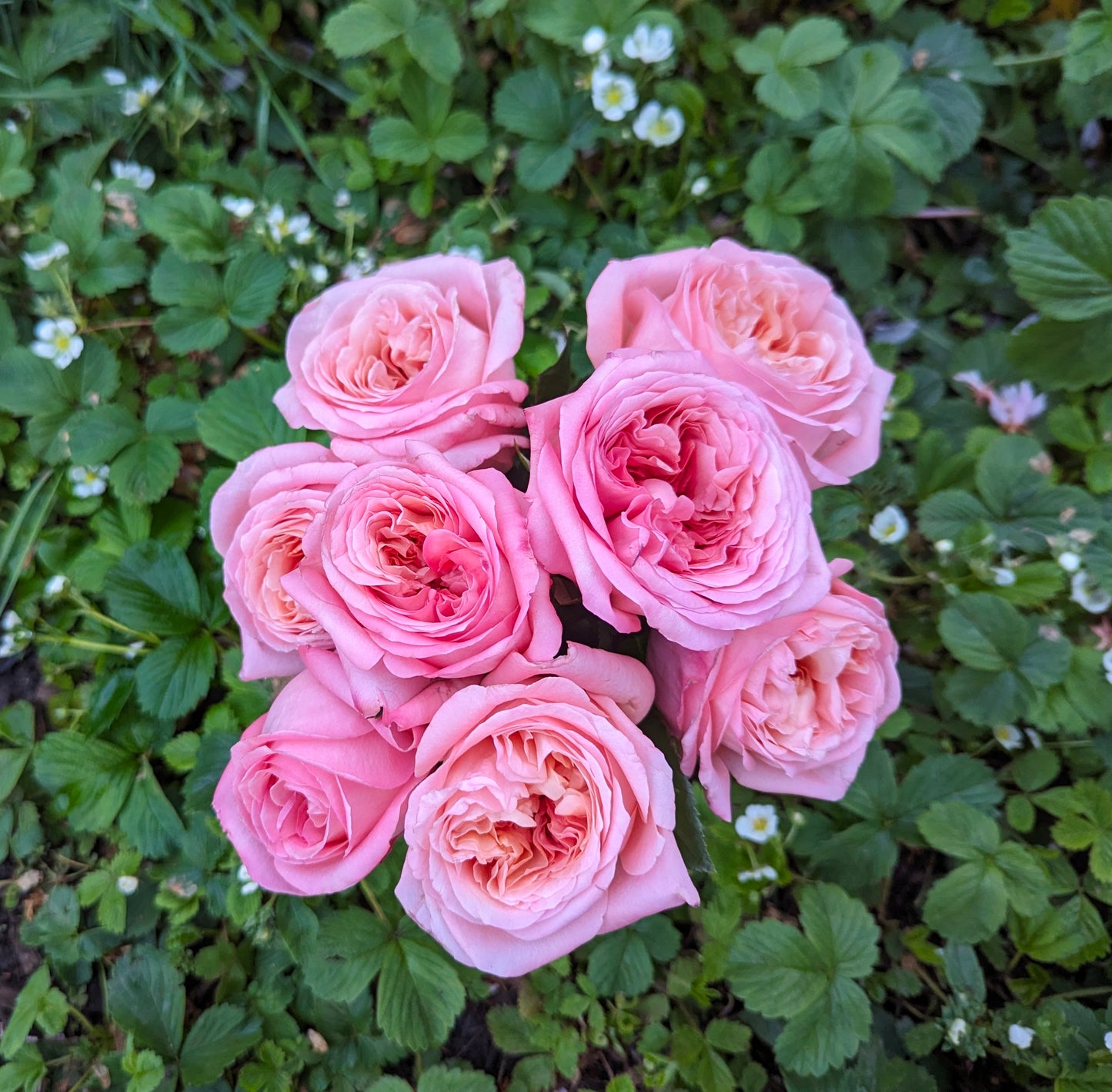 Pink Xpression garden rose plant flower bush shrub