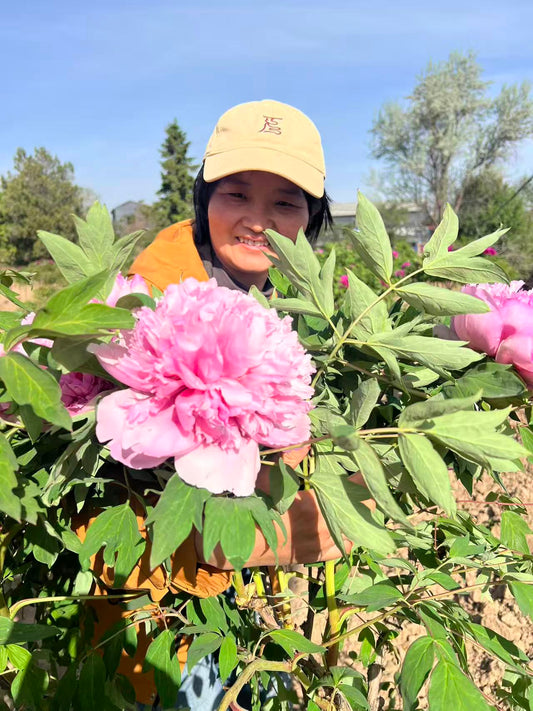 Tao Hong Xiu Qiu tree peony