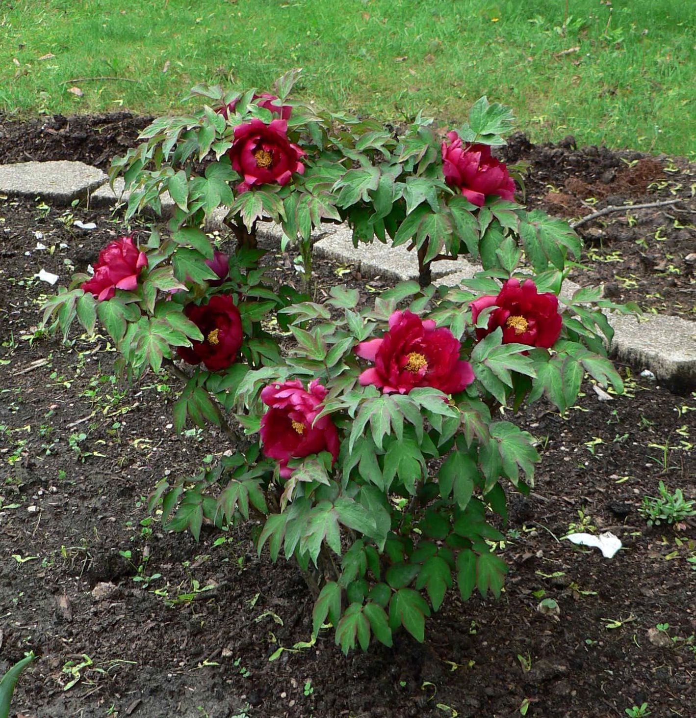 "Dark Gold Dazzle Splendor" large flower tree peony