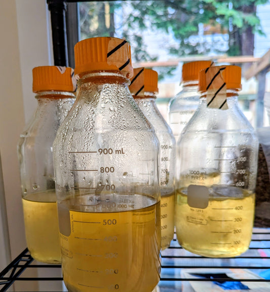 Free gourmet mushroom liquid spore