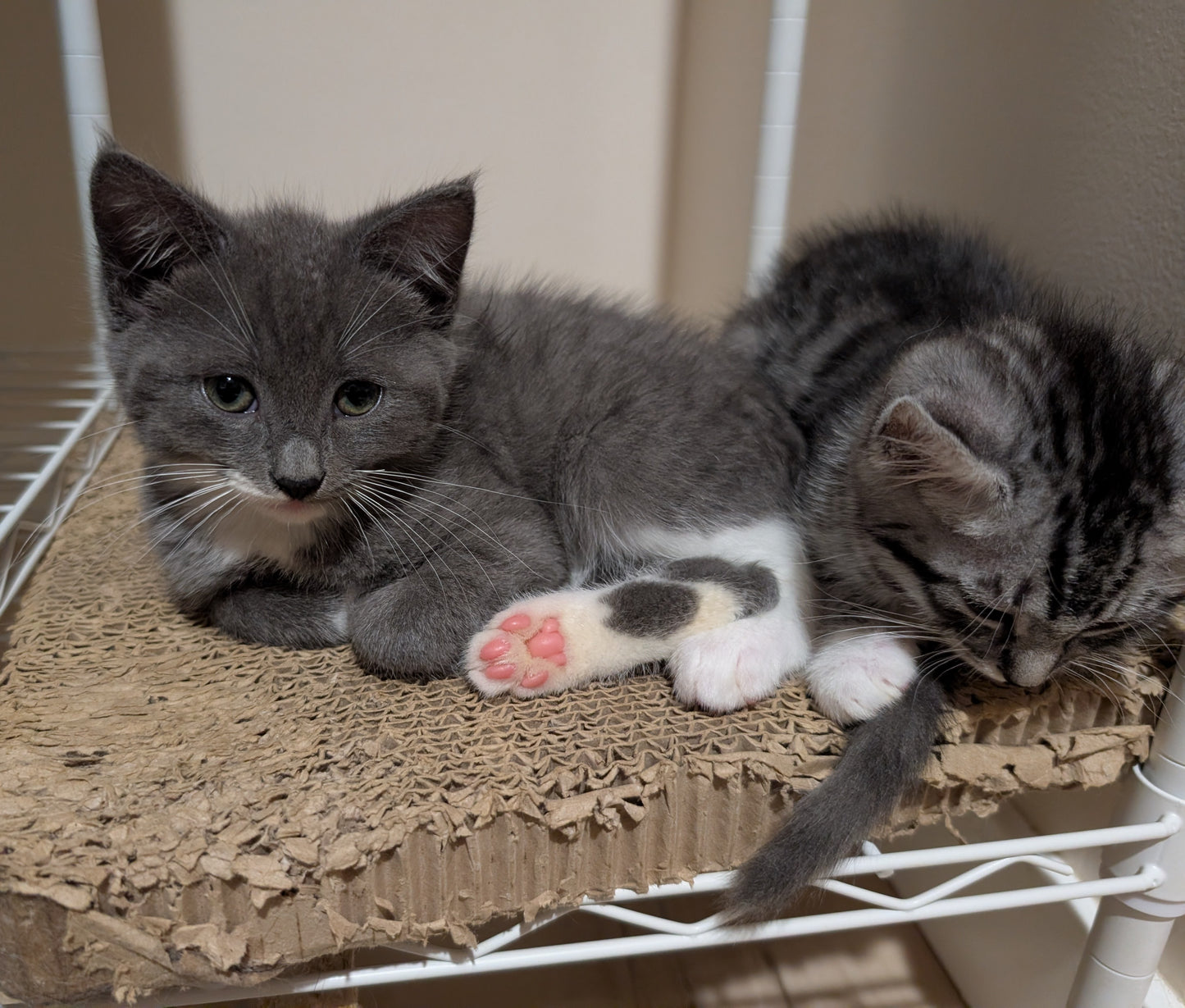 2.5 month old kitten kitty cats