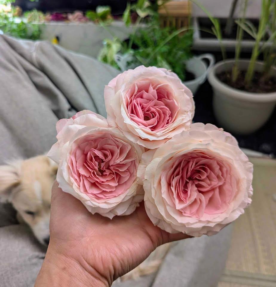 Mayra Bridal lookalike garden rose plant flower bush shrub