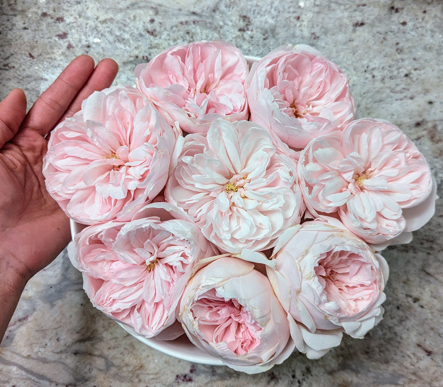 Sabrina lookalike garden rose plant flower bush shrub