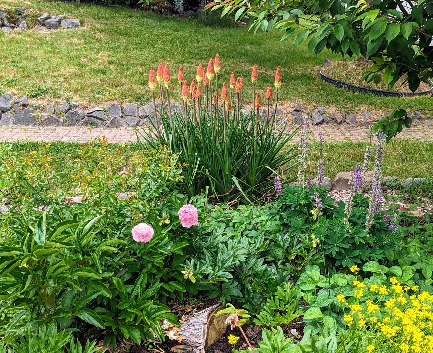 Mysterious DA, Wabara, Princess, Wan etc garden rose plant flower bush deciduous shrub