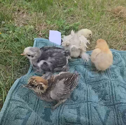 Baby frizzle chicks