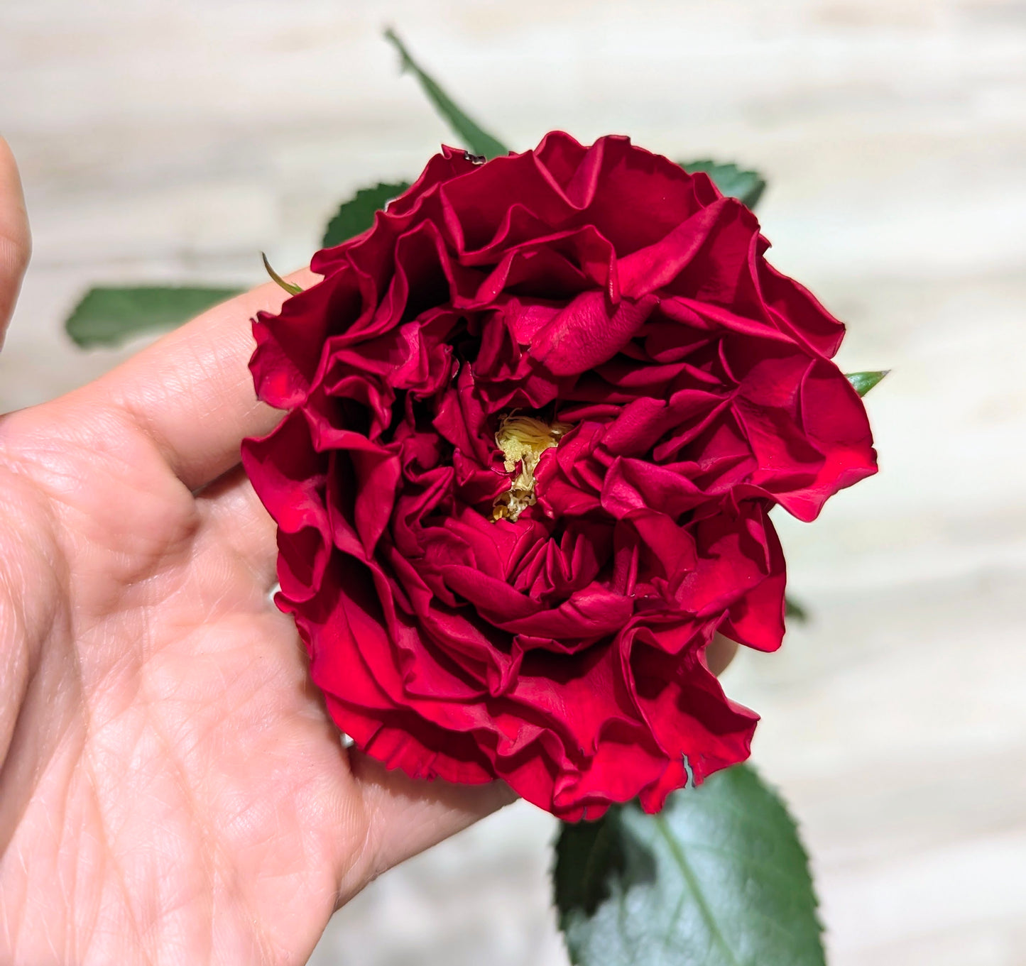 Red garden rose plant flower bush deciduous shrub