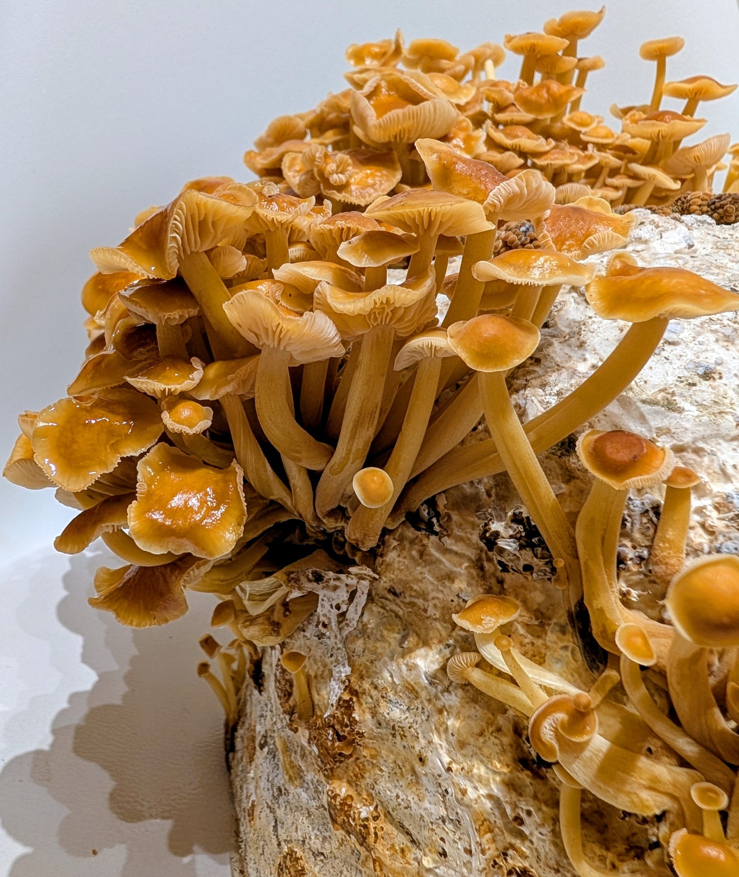 Organic Golden Enoki Fruiting Block – Mushroom Growing Kit