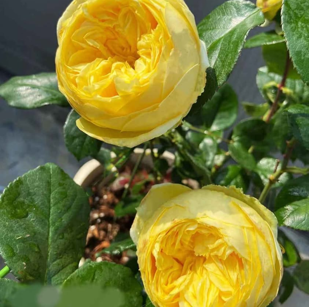 Catalina lookalike garden rose plant flower bush shrub