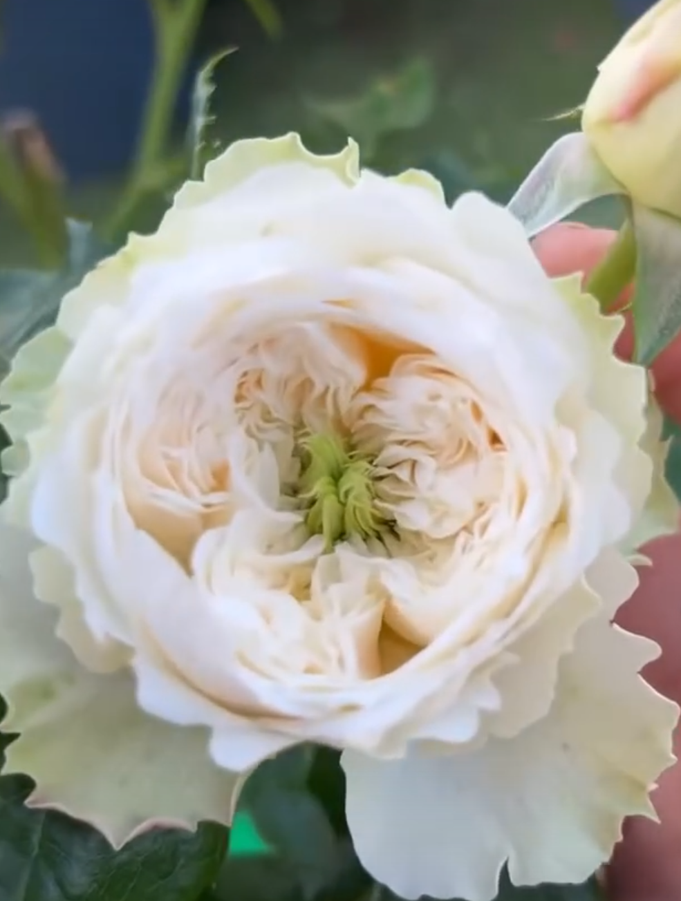 Whitby Abbey lookalike rose plant large flower bush deciduous shrub