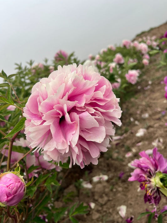 Lan Yun Qian Li tree peony