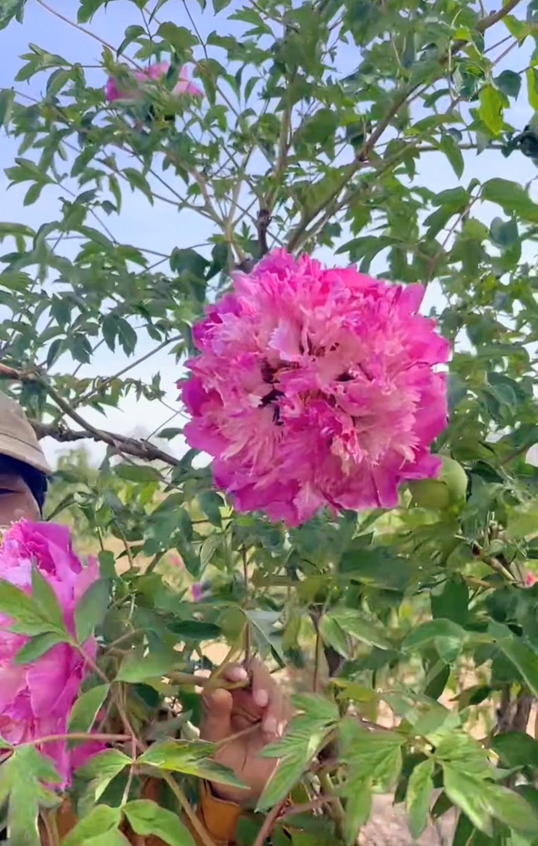 "Dressed in red & white" large flower tree peony