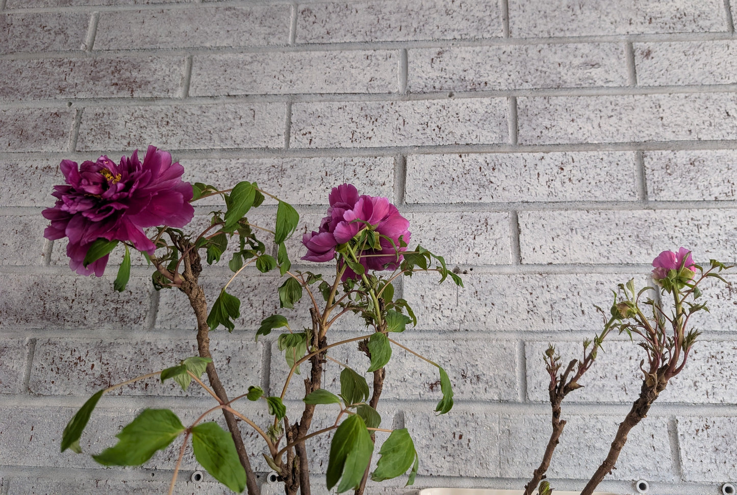 "Champion Crown" large flower tree peony