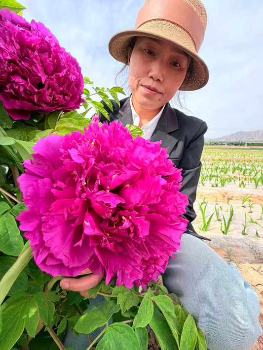 Zi Lou Xiang Jin tree peony