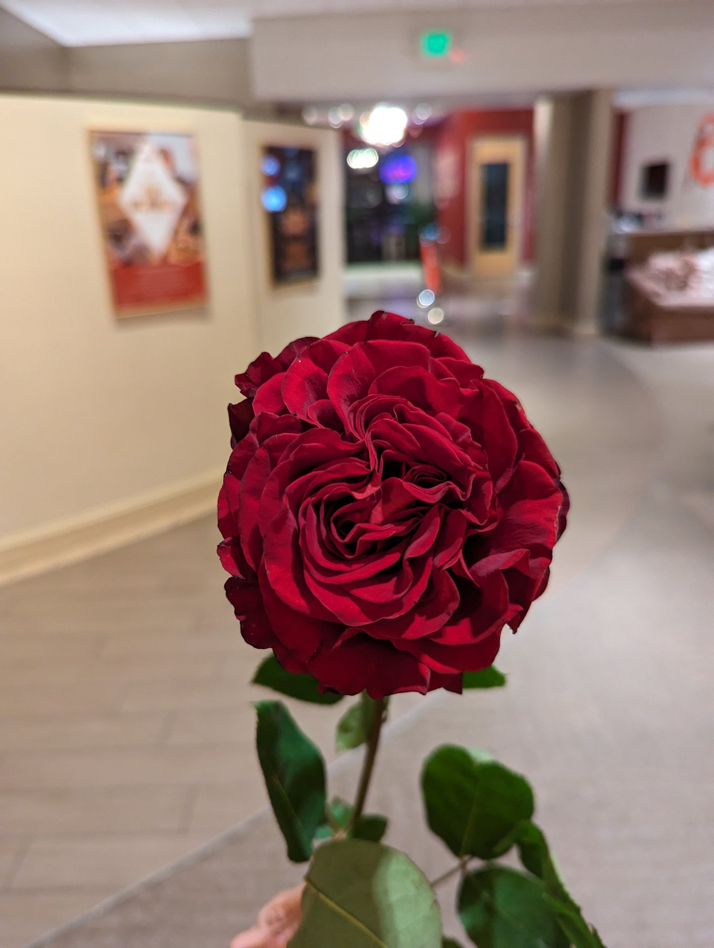 Hearts lookalike garden rose plant flower bush shrub