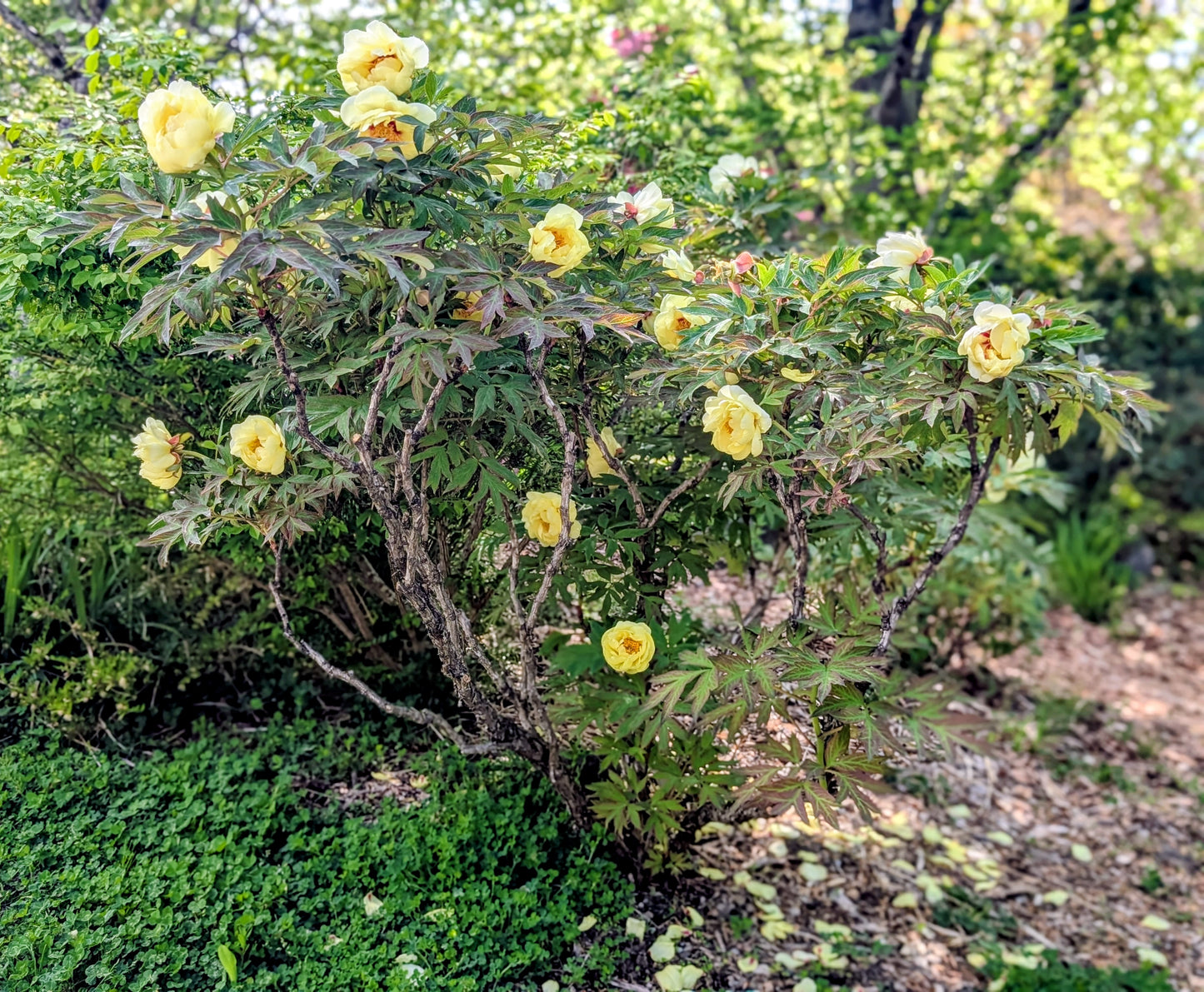"High noon" large flower Japanese tree peony
