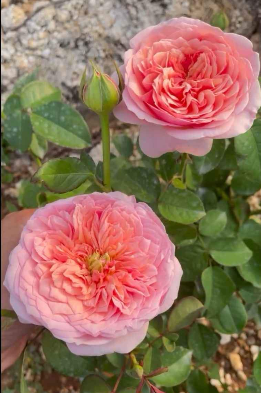 Romeo lookalike garden rose plant flower bush deciduous shrub