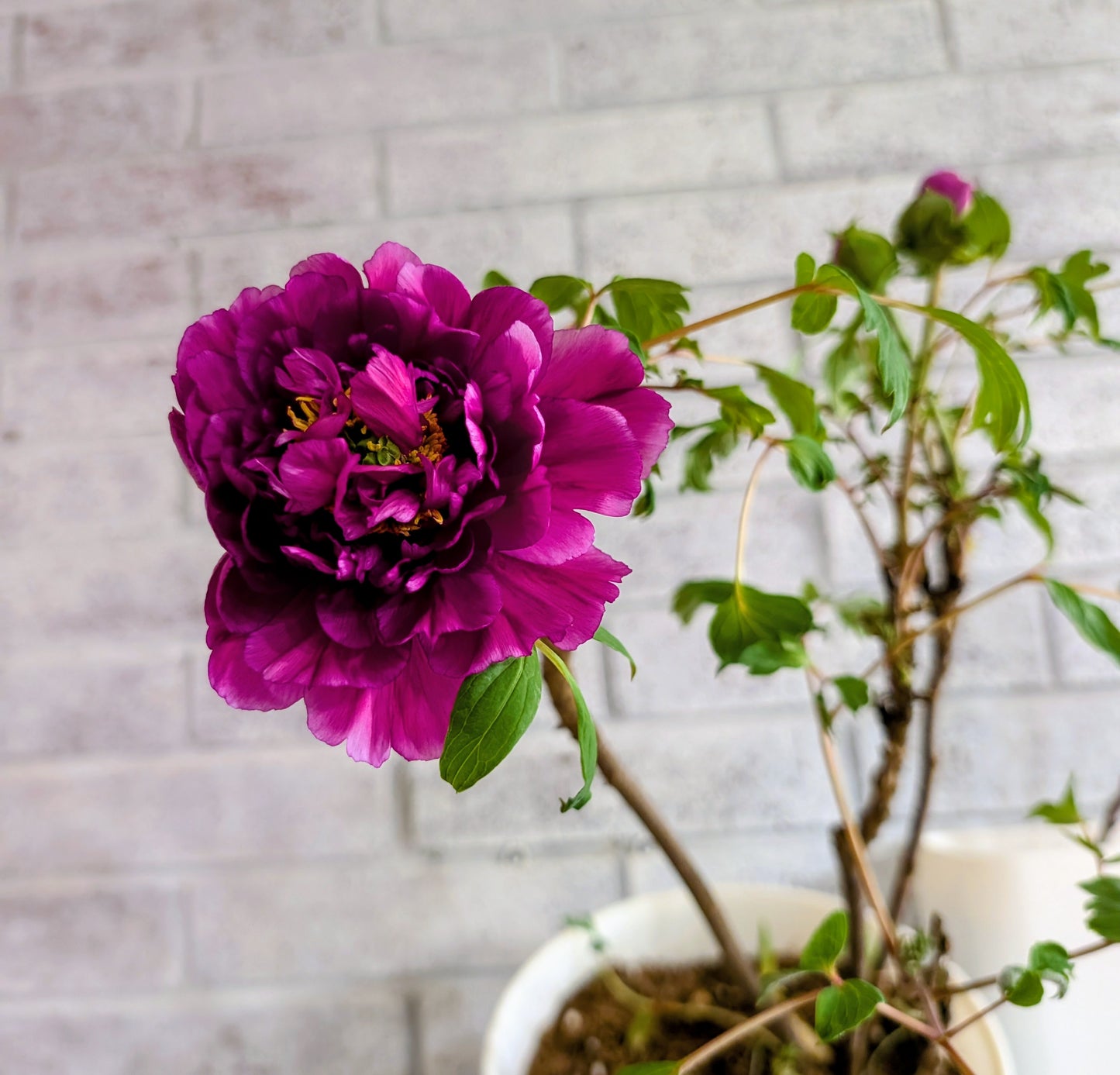 "Champion Crown" large flower tree peony