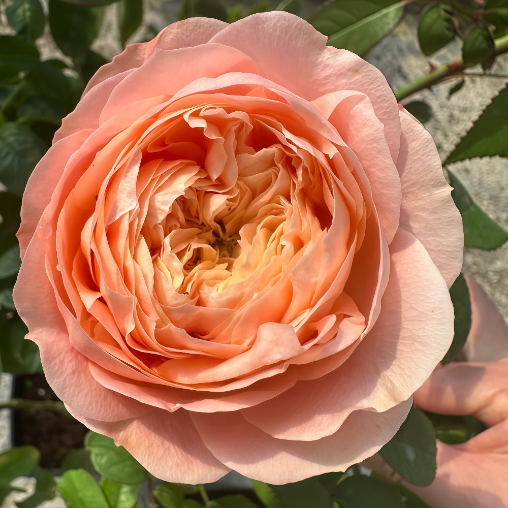 Sweet Harper lookalike garden rose plant flower bush deciduous shrub