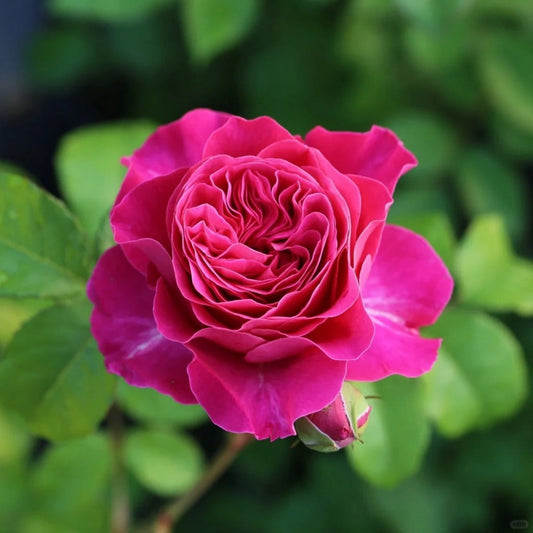 Red da garden rose plant flower bush deciduous shrub