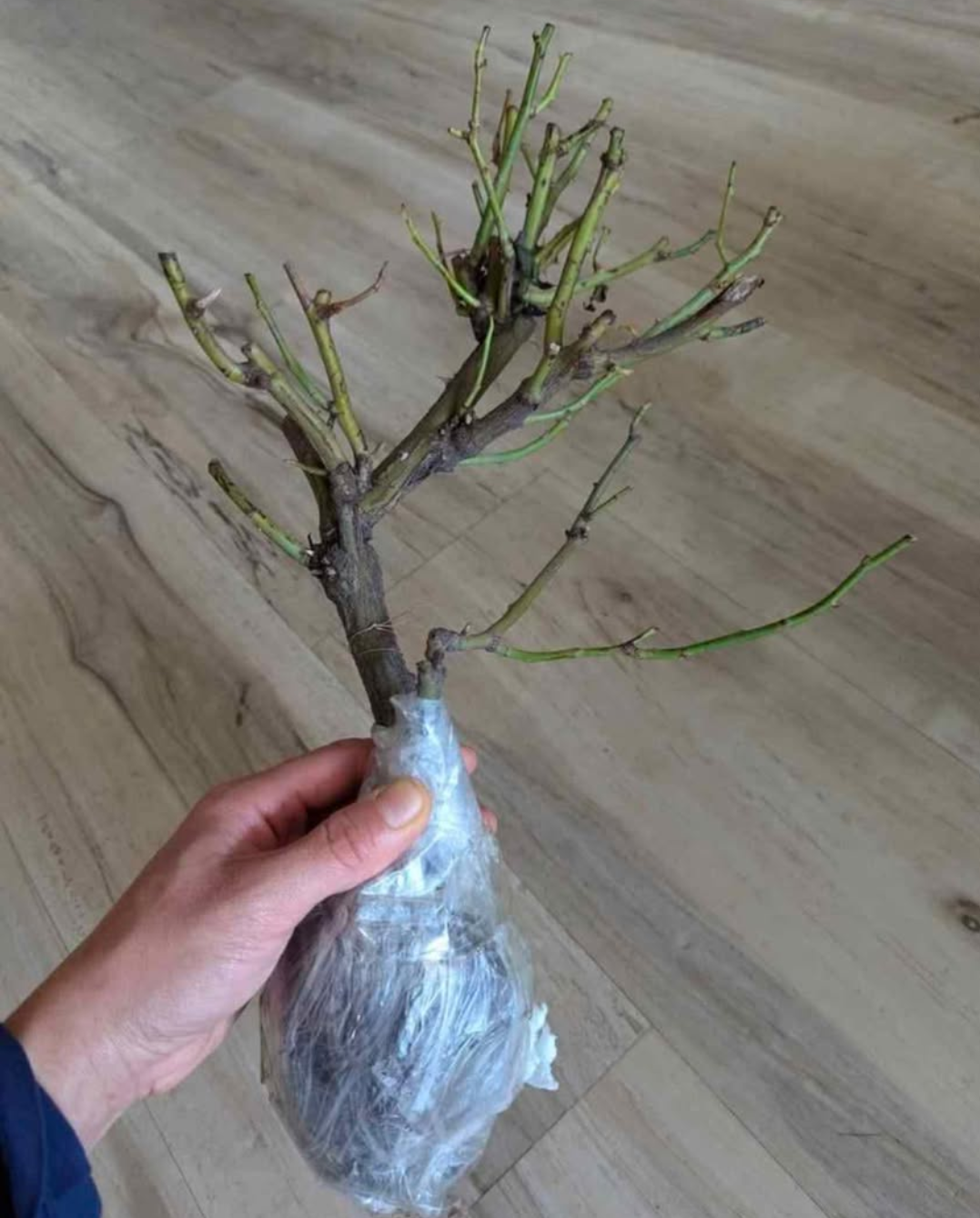 Romeo lookalike garden rose plant flower bush deciduous shrub