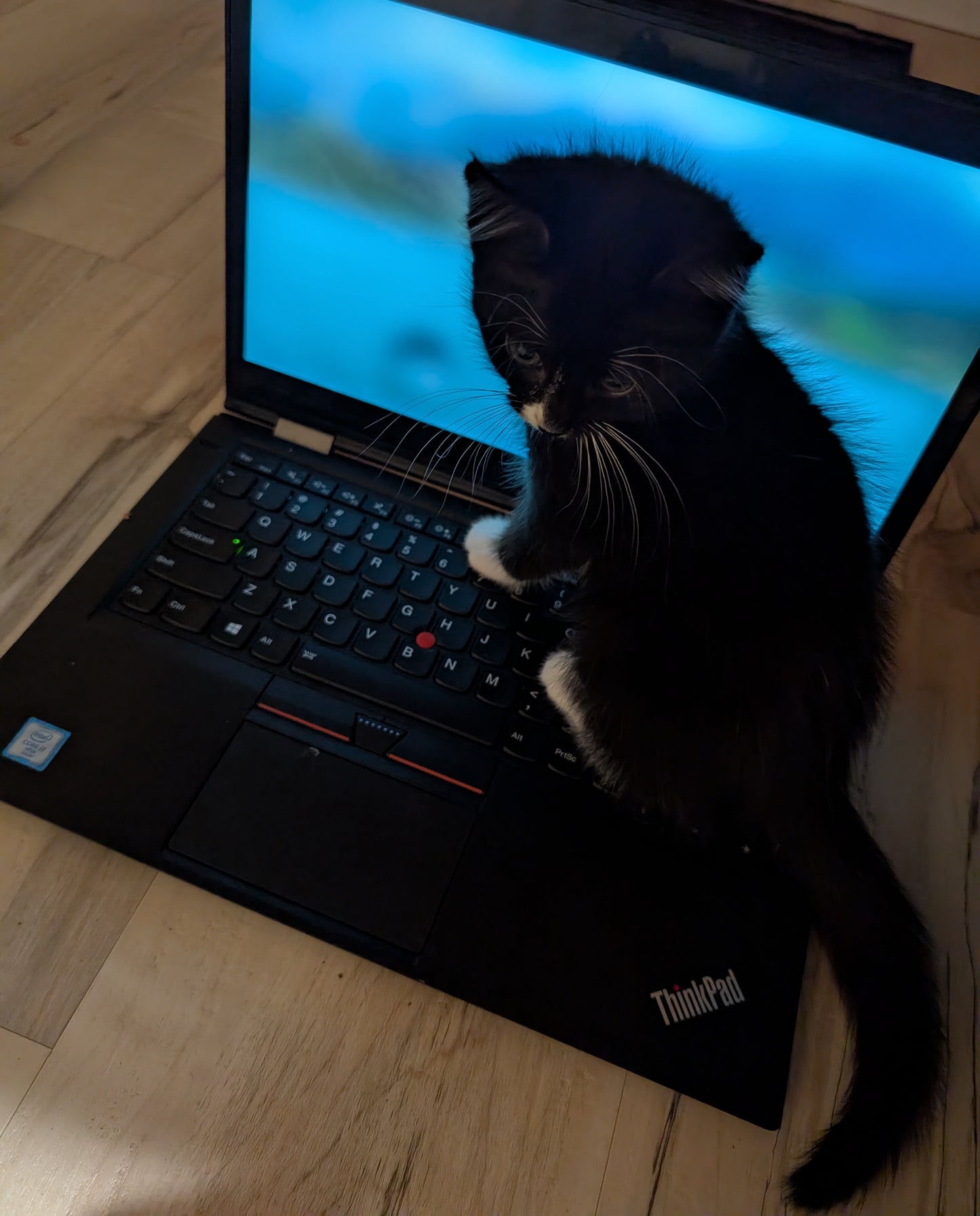 2.5 month old kitten kitty cats