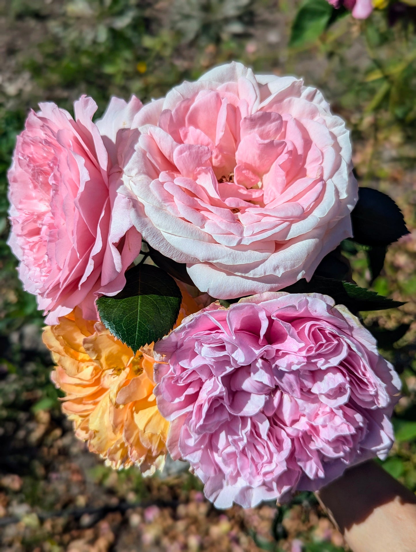 Mayra Bridal lookalike garden rose plant flower bush shrub