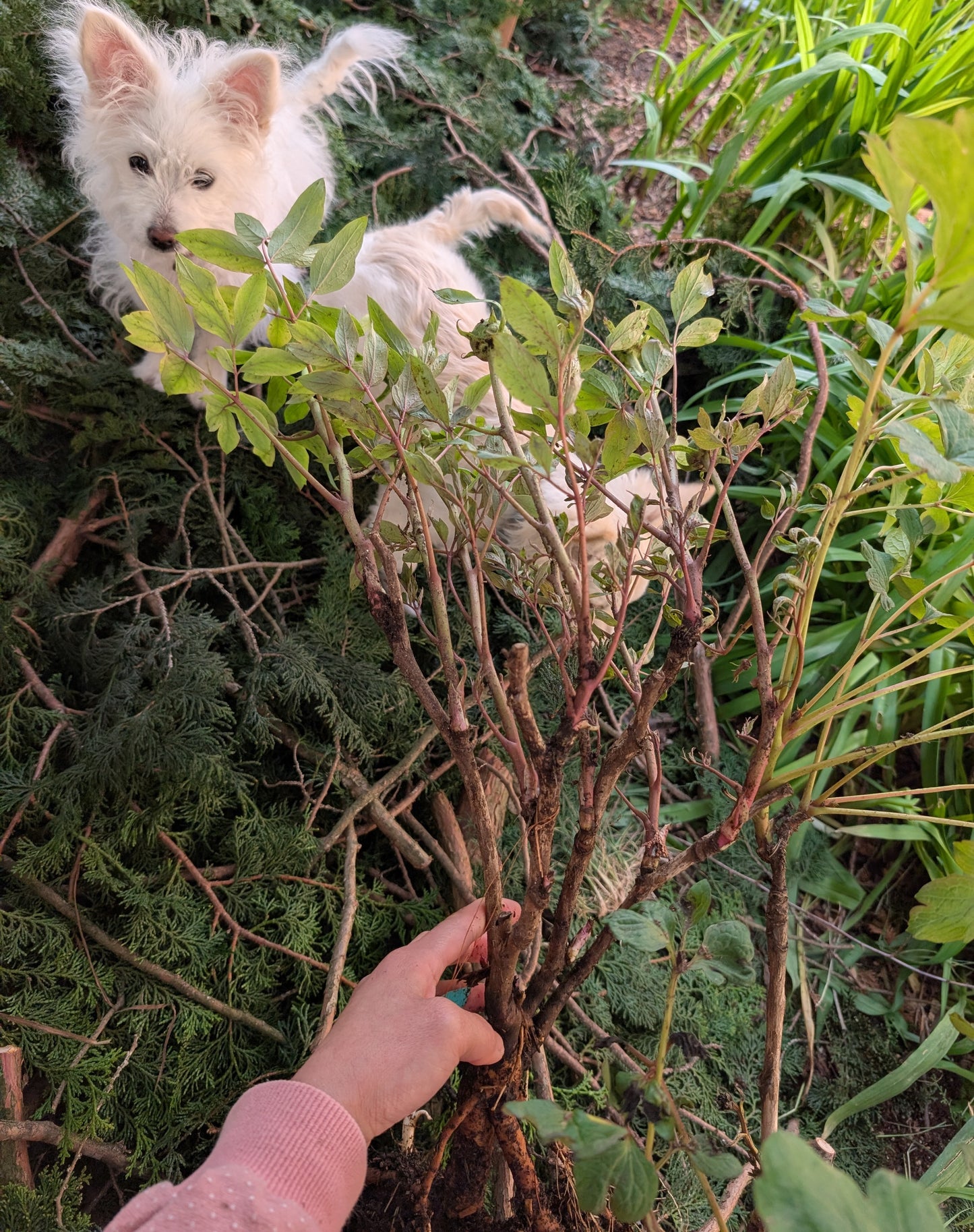 Hong Guan Yu Dai tree peony