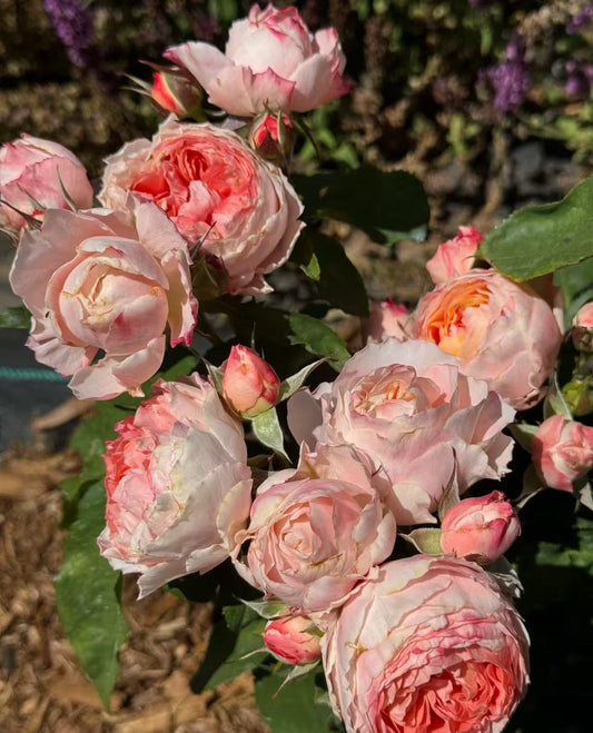 Princess Sakura garden rose plant flower bush deciduous shrub