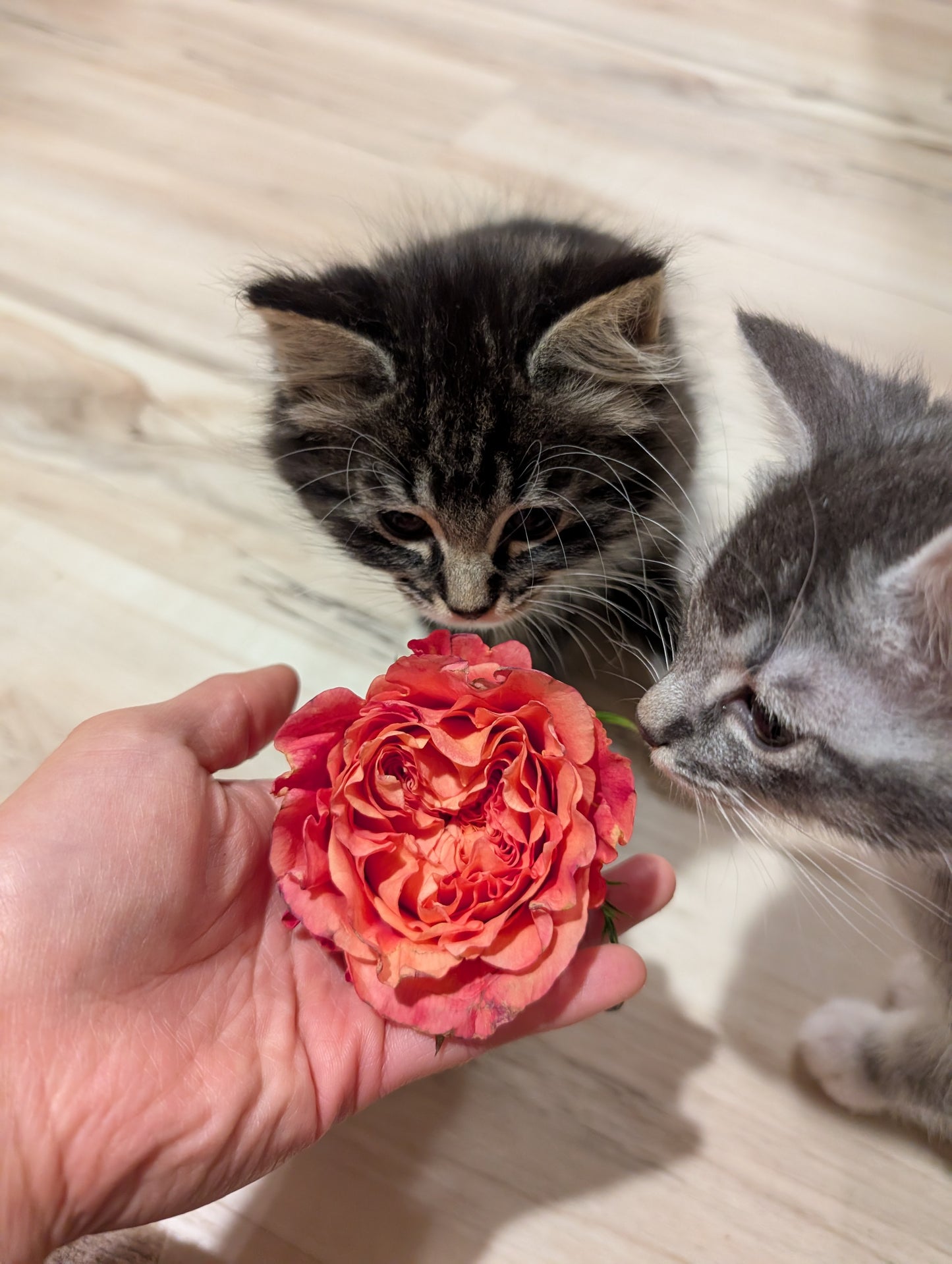 Orange Romantica lookalike garden rose plant flower bush deciduous shrub