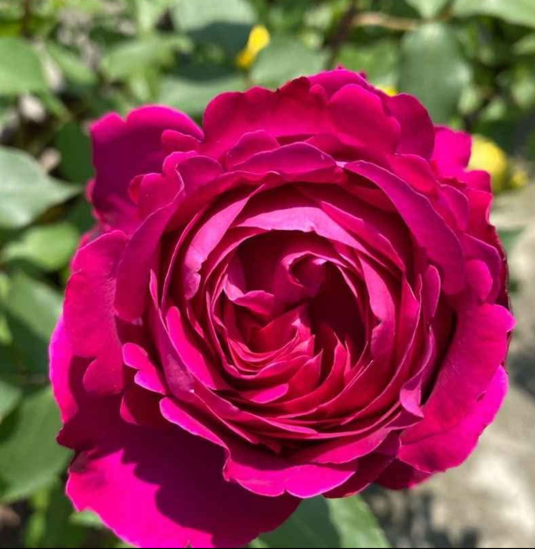 Yves Piaget lookalike garden rose plant flower bush shrub