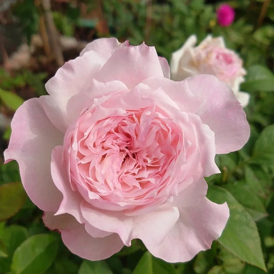 Le Rire garden rose plant flower bush shrub