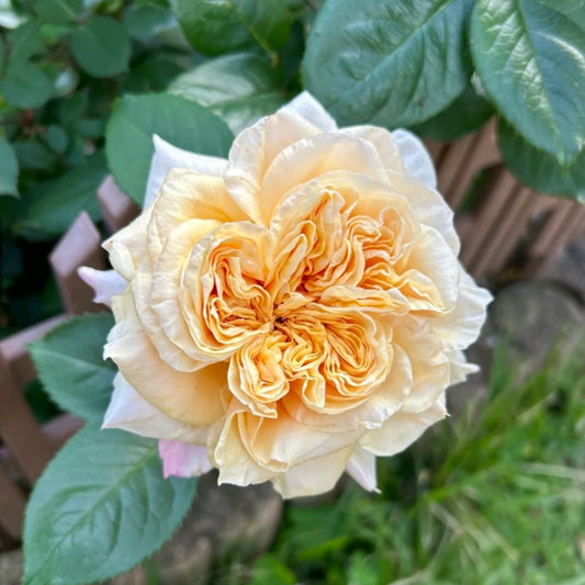 Issei lookalike garden rose plant flower bush deciduous shrub