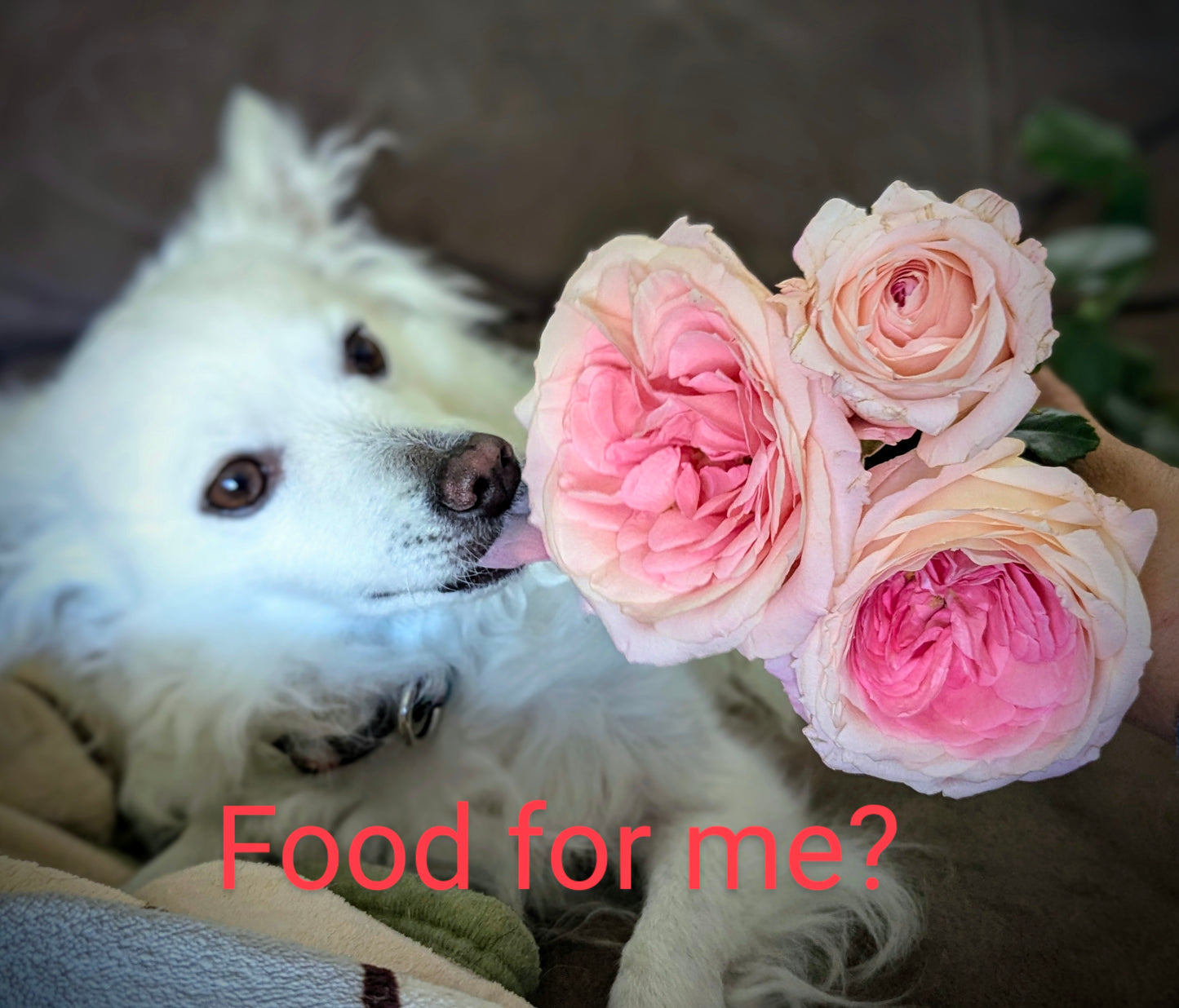 Mayra Bridal lookalike garden rose plant flower bush shrub