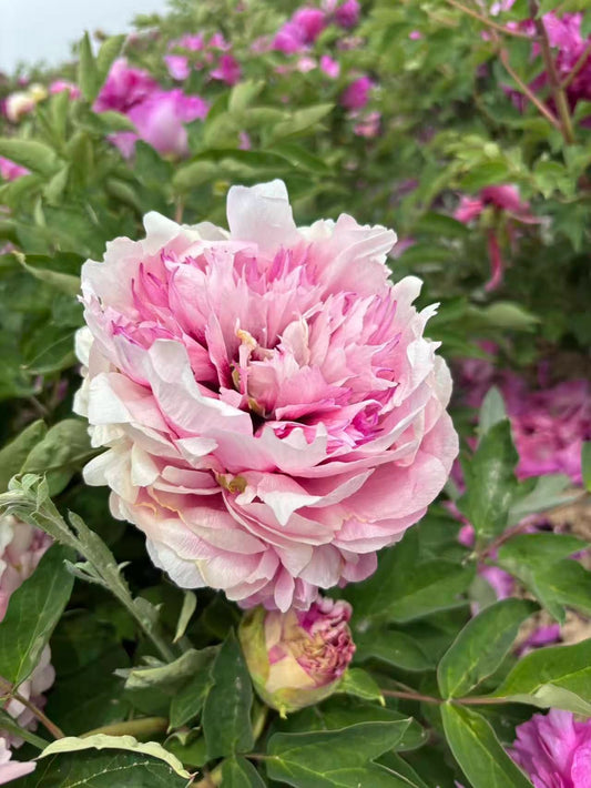 "Peace & Prosperity" multicolor large flower tree peony