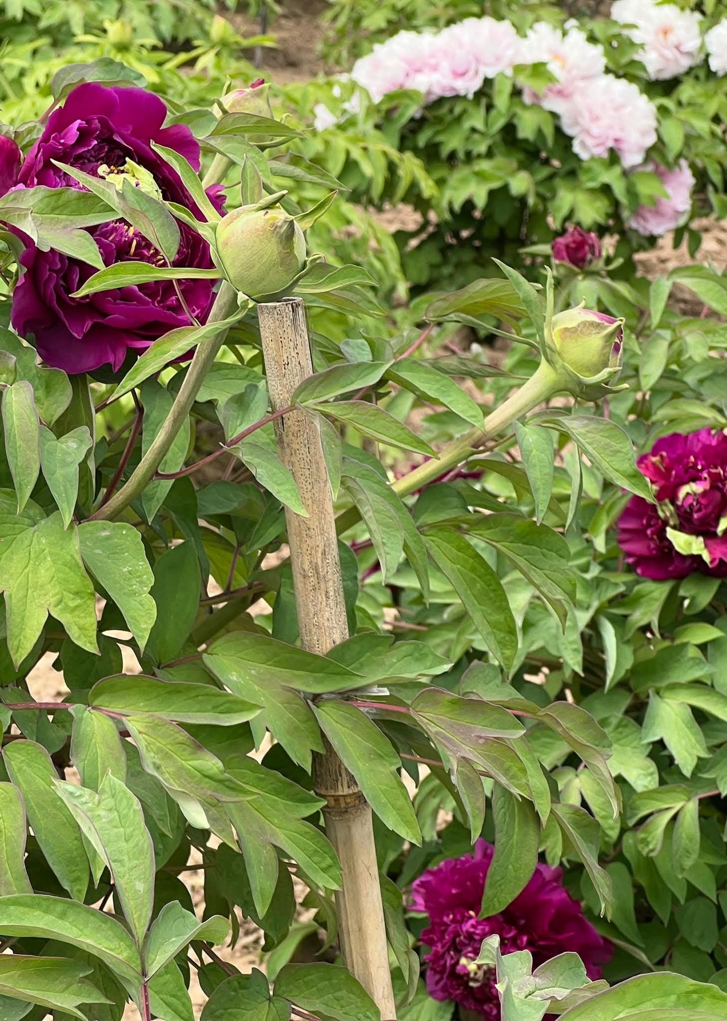 "Champion Crown" large flower tree peony