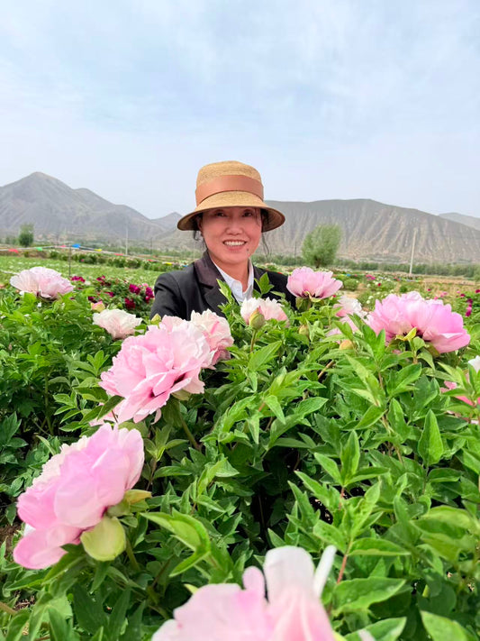 Grow tree peony from seeds and take care of them