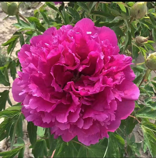 "Red Crown Speckled Gold" large flower tree peony