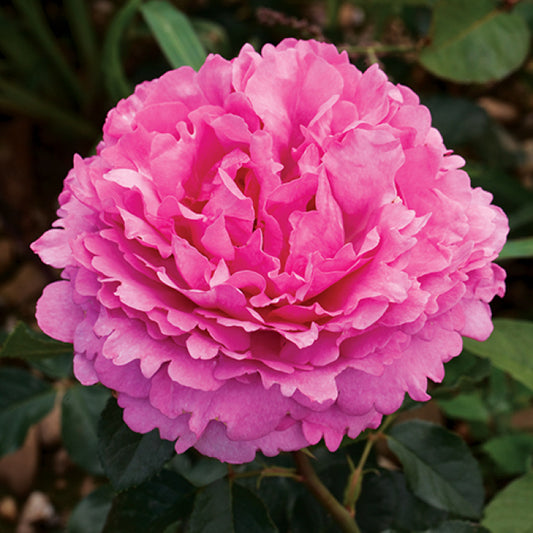 Yves Piaget garden rose plant flower bush shrub