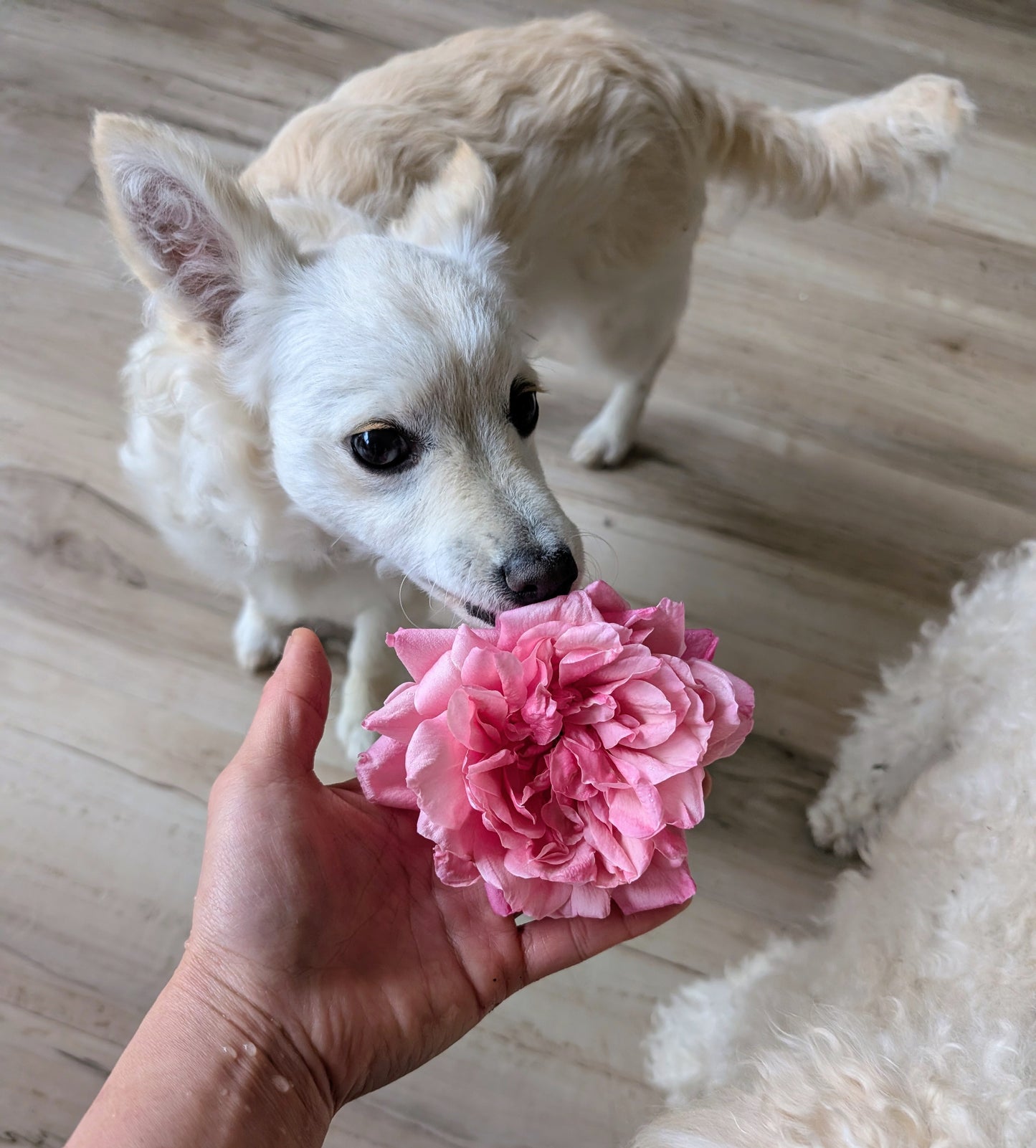 General Schablikine garden rose flower cutting