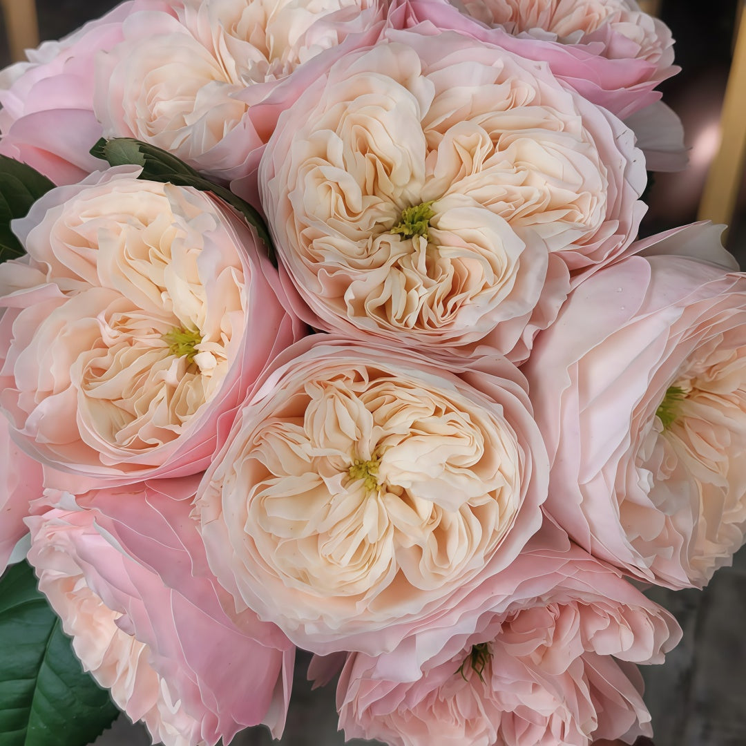 Sweet Diamond lookalike garden rose plant flower bush shrub